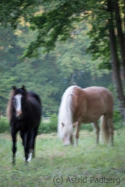Pferde beim Haus Niedersachsen