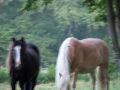 Pferde beim Haus Niedersachsen
