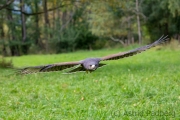 wuestenbussard_20210926_B1659_web