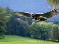 wuestenbussard_20210926_B1648_web