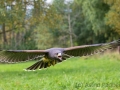 wuestenbussard_20210926_B1692_web