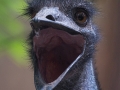 Emu