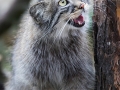 Manul