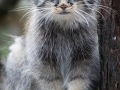 Manul