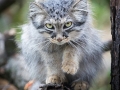Manul