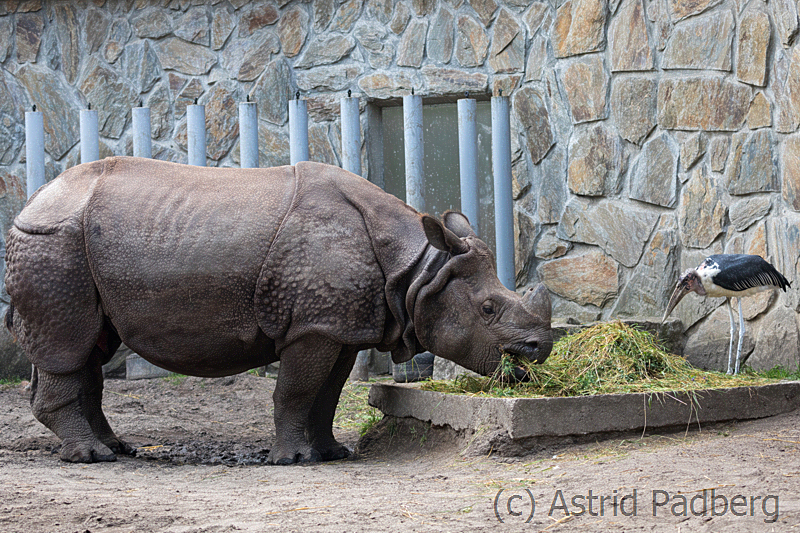 Panzernashorn