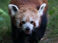 Roter Panda