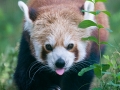 Roter Panda