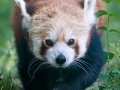 Roter Panda