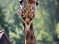 Rothschildgiraffe