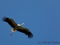 Weißstorch im Anflug