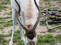 Addax