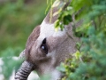 Addax