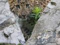 Nordchinesischer Leopard