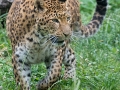 Nordchinesischer Leopard