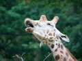 Rothschildgiraffe