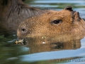 zoo_lodz_capybara_3449_web