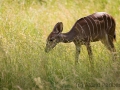 zoo_lodz_kl_kudu_3458_web