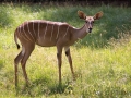 zoo_lodz_kl_kudu_3461_web