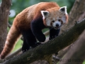 zoo_lodz_kl_panda_3389_web