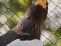 zoo_lodz_riesenseeadler_3101_web