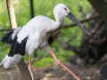 zoo_lodz_schwarzschnabelstorch_3272_web