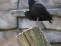 zoo_lodz_waldrapp_3130_web