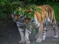 zoo_lodzamur_tiger_3394_web