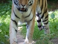 zoo_lodzamur_tiger_3399_web