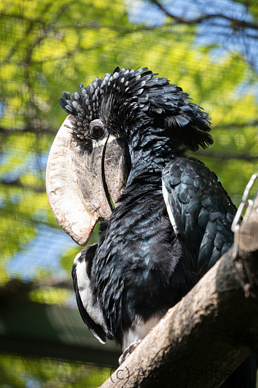 zoo_lodz_silberwangen_hornvogel_3175_web