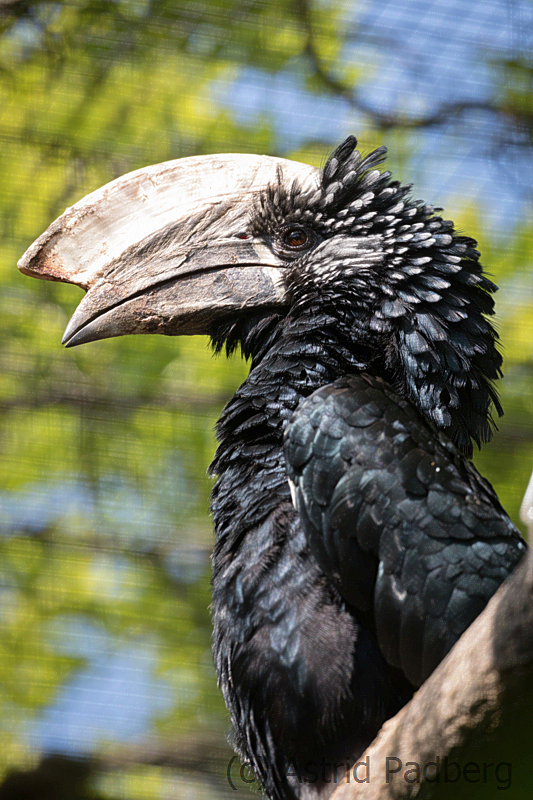 zoo_lodz_silberwangen_hornvogel_3184_web