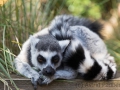 zoo_london_9977_web