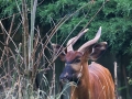 zoo_opole_bongo_2445_web