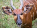 zoo_opole_bongo_2484_web