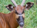 zoo_opole_bongo_2510_web