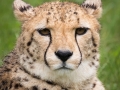 zoo_opole_gepard_2631-2_web