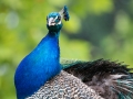 zoo_opole_pfau_2406_web