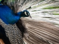 zoo_opole_pfau_2417_web