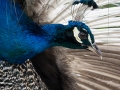 zoo_opole_pfau_2418_web