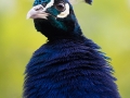 zoo_opole_pfau_2425_web