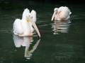zoo_opole_rosa_pelikan_2393_web