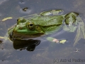 zoo_opole_teichfrosch_2640_web