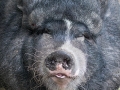 Hängebauchschwein