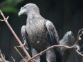 Seeadler