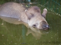 Tapir