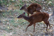 Pudu