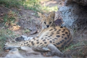 Serval