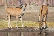 Wasserbock