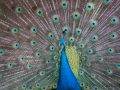 Pfau