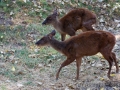 Pudu